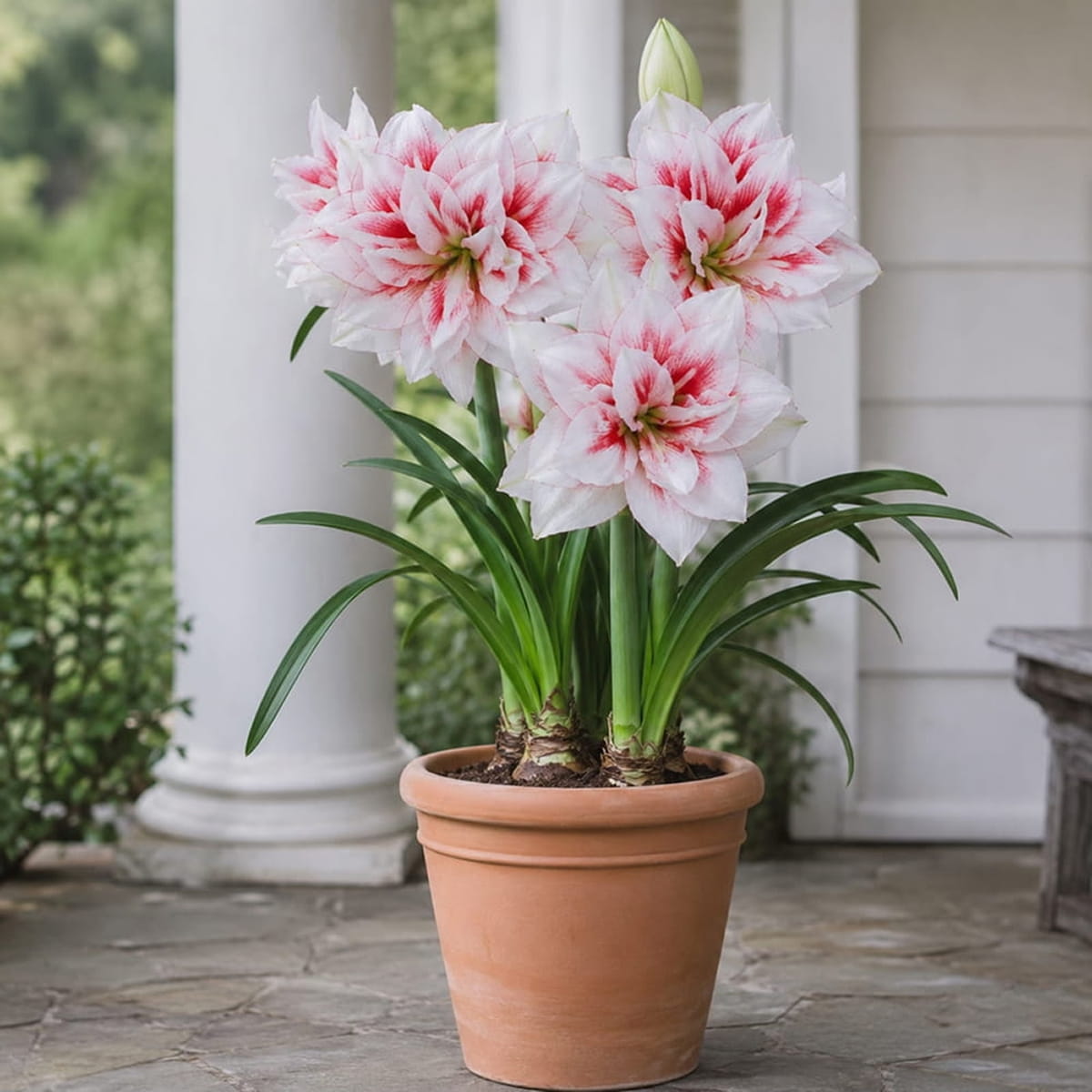 Amaryllis (Hippeastrum) Elvas - for Sale Amaryllis (Hippeastrum) Elvas
