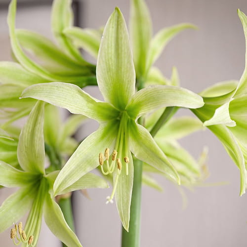 Amaryllis (Hippeastrum) Evergreen - for Sale Amaryllis (Hippeastrum) Evergreen