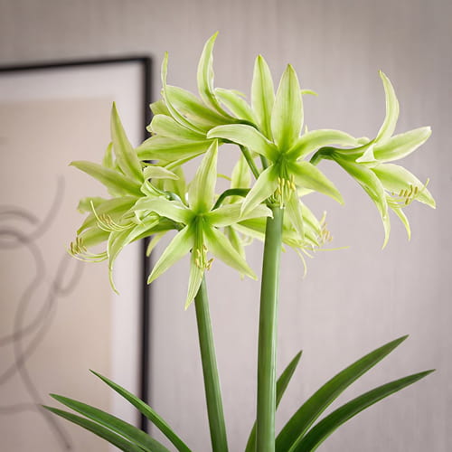 Amaryllis (Hippeastrum) Evergreen - for Sale Amaryllis (Hippeastrum) Evergreen