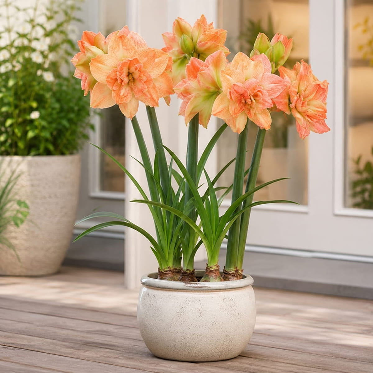 Amaryllis (Hippeastrum) Exotic Nymph - for Sale Amaryllis (Hippeastrum) Exotic Nymph