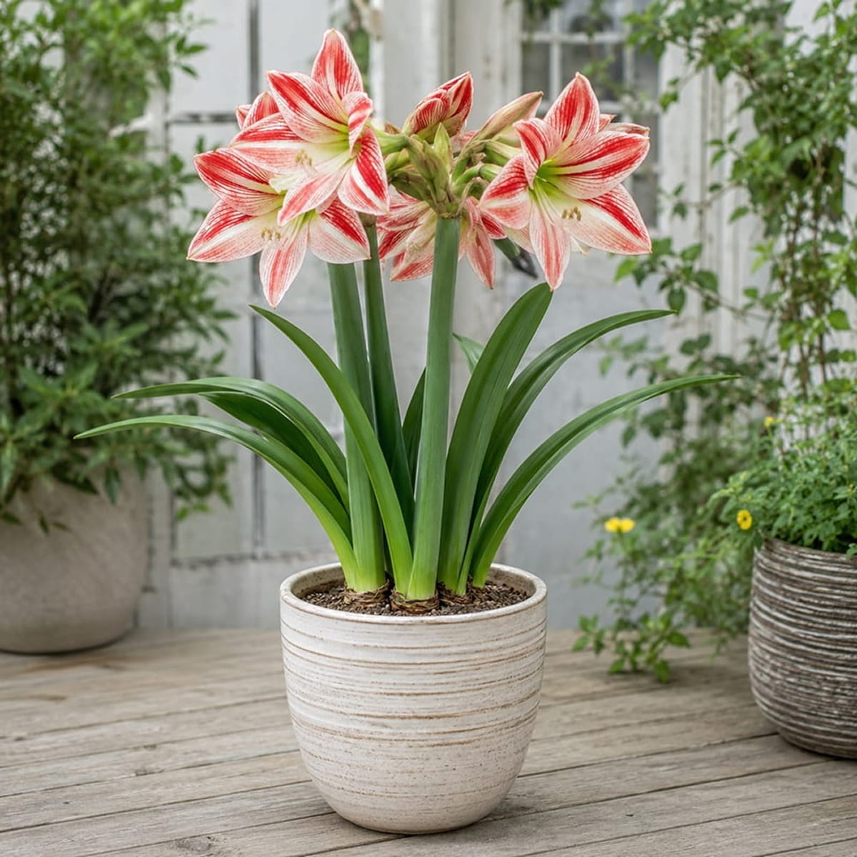 Amaryllis (Hippeastrum) Fairytale - for Sale Amaryllis (Hippeastrum) Fairytale