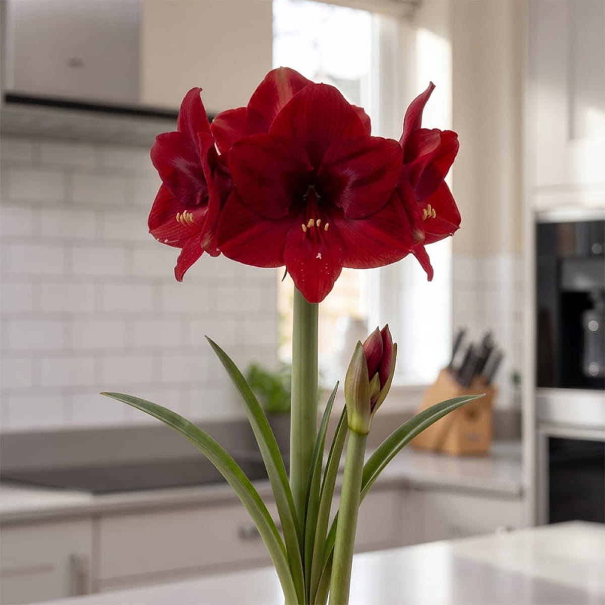 Amaryllis (Hippeastrum) Ferrari - for Sale Amaryllis (Hippeastrum) Ferrari