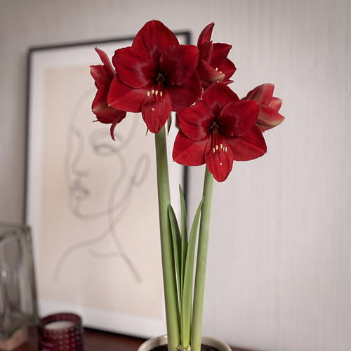 Amaryllis (Hippeastrum) Fire Ball - for Sale Amaryllis (Hippeastrum) Fire Ball