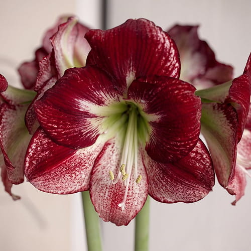 Amaryllis (Hippeastrum) Flamenco Queen - for Sale Amaryllis (Hippeastrum) Flamenco Queen