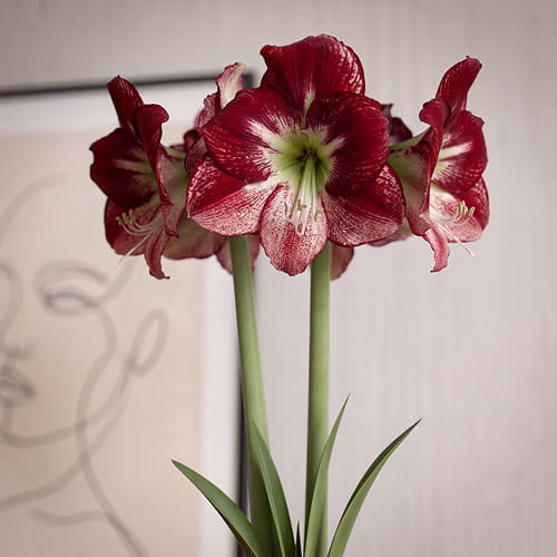 Amaryllis (Hippeastrum) Flamenco Queen - for Sale Amaryllis (Hippeastrum) Flamenco Queen