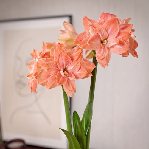 Amaryllis (Hippeastrum) Flamingo Amadeus - for Sale Amaryllis (Hippeastrum) Flamingo Amadeus