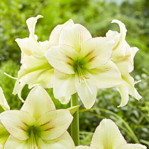 Amaryllis (Hippeastrum) Forest Sunset - for Sale Amaryllis (Hippeastrum) Forest Sunset