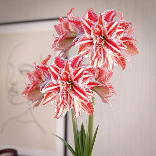 Amaryllis (Hippeastrum) Gestreept Double - for Sale Amaryllis (Hippeastrum) Gestreept Double
