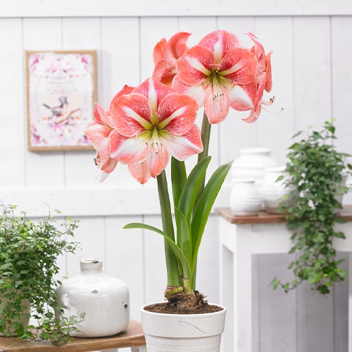 Amaryllis (Hippeastrum)Giant Flame - for Sale Amaryllis (Hippeastrum)Giant Flame