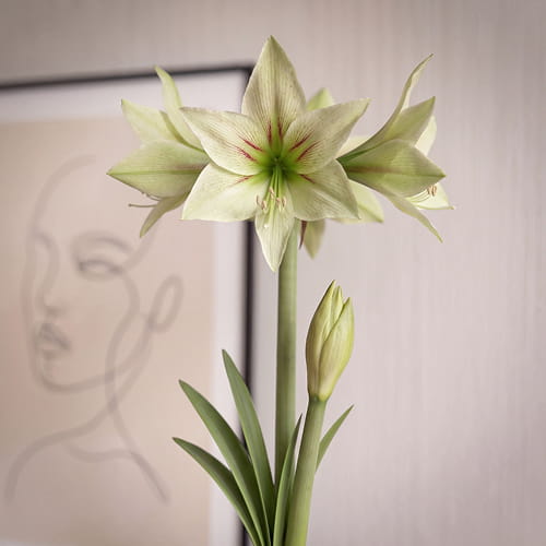 Amaryllis (Hippeastrum) Green Valley - for Sale Amaryllis (Hippeastrum) Green Valley
