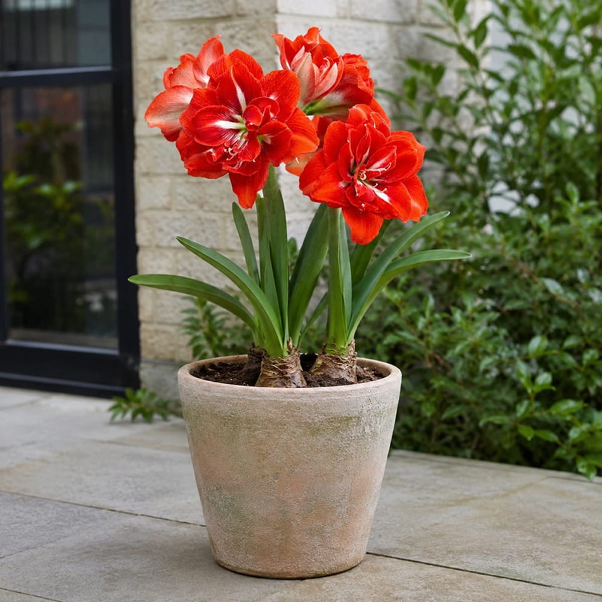 Amaryllis (Hippeastrum) Happy Nymph - for Sale Amaryllis (Hippeastrum) Happy Nymph