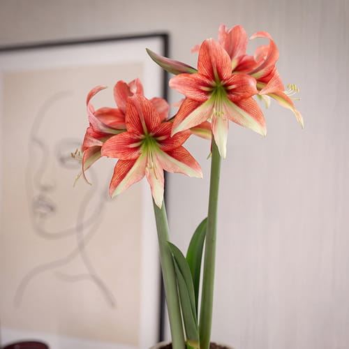 Amaryllis (Hippeastrum) Happy Valley - for Sale Amaryllis (Hippeastrum) Happy Valley
