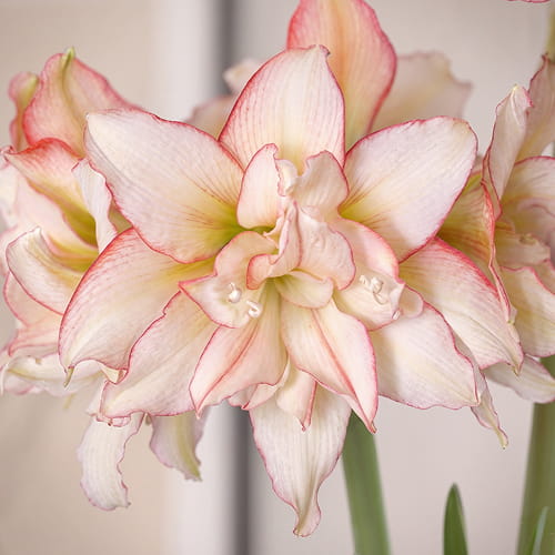Amaryllis (Hippeastrum) Harlequin - for Sale Amaryllis (Hippeastrum) Harlequin
