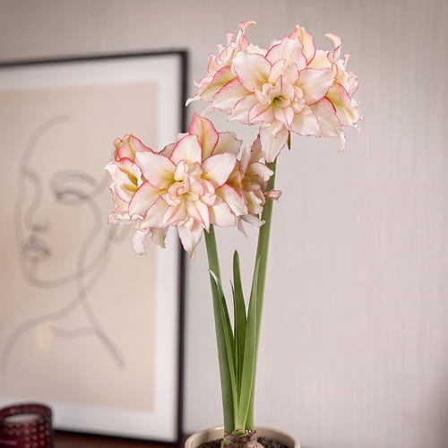 Amaryllis (Hippeastrum) Harlequin - for Sale Amaryllis (Hippeastrum) Harlequin