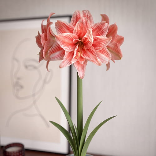 Amaryllis (Hippeastrum) Hello Kitty - for Sale Amaryllis (Hippeastrum) Hello Kitty