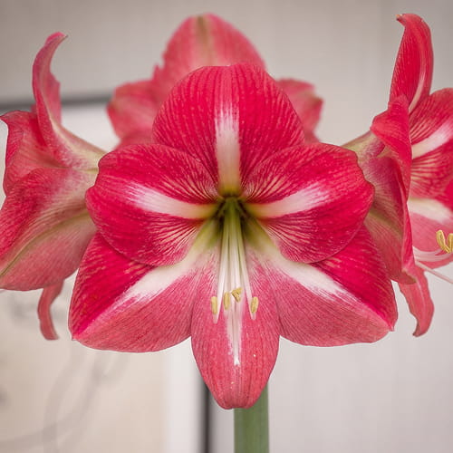 Amaryllis (Hippeastrum) Hot Lips - for Sale Amaryllis (Hippeastrum) Hot Lips