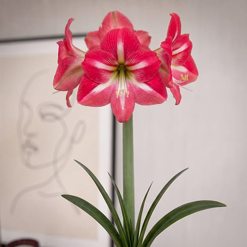 Amaryllis (Hippeastrum) Hot Lips - for Sale Amaryllis (Hippeastrum) Hot Lips