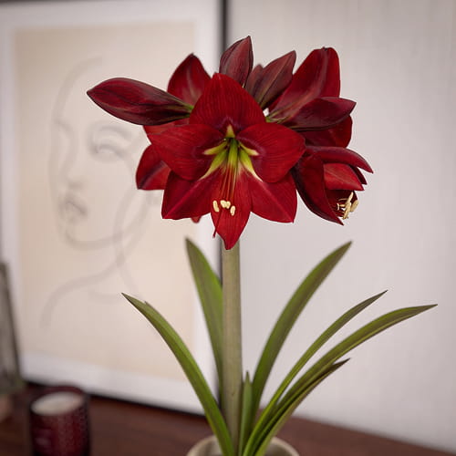 Amaryllis (Hippeastrum) Ibiza - for Sale Amaryllis (Hippeastrum) Ibiza