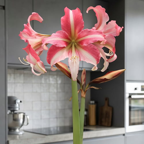 Amaryllis (Hippeastrum) Imbali - for Sale Amaryllis (Hippeastrum) Imbali