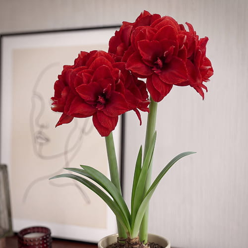 Amaryllis (Hippeastrum) Inferno - for Sale Amaryllis (Hippeastrum) Inferno