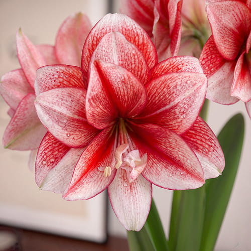 Amaryllis (Hippeastrum) Joker - for Sale Amaryllis (Hippeastrum) Joker