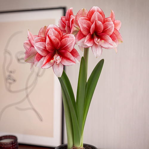 Amaryllis (Hippeastrum) Joker - for Sale Amaryllis (Hippeastrum) Joker