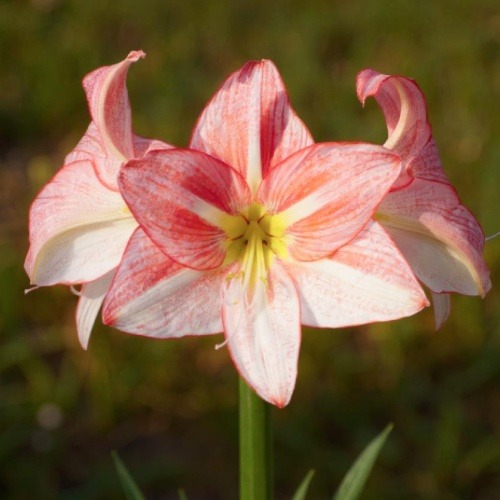 Amaryllis (Hippeastrum) Just Smile - for Sale Amaryllis (Hippeastrum) Just Smile