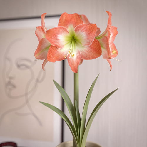 Amaryllis (Hippeastrum) King Star - for Sale Amaryllis (Hippeastrum) King Star