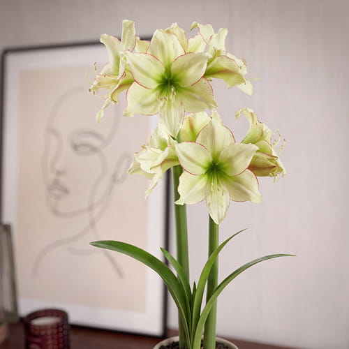 Amaryllis/Hippeastrum Lemon Cream - for Sale Amaryllis/Hippeastrum Lemon Cream