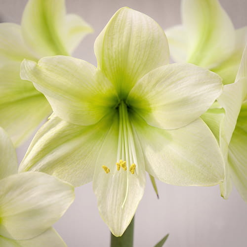 Amaryllis (Hippeastrum) Lemon Sorbet - for Sale Amaryllis (Hippeastrum) Lemon Sorbet