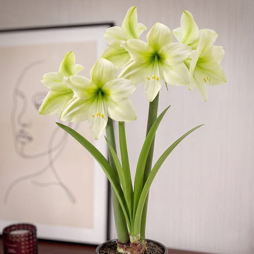 Amaryllis (Hippeastrum) Lemon Sorbet - for Sale Amaryllis (Hippeastrum) Lemon Sorbet