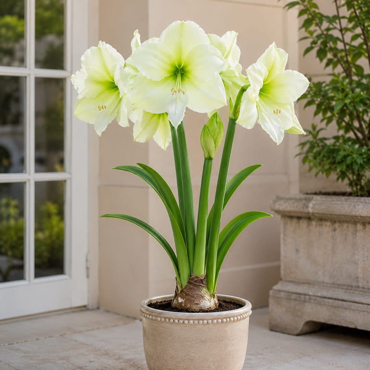 Amaryllis (Hippeastrum) Lemon Star - for Sale Amaryllis (Hippeastrum) Lemon Star