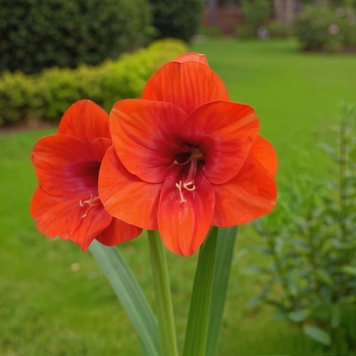 Amaryllis (Hippeastrum) Love Heart - for Sale Amaryllis (Hippeastrum) Love Heart