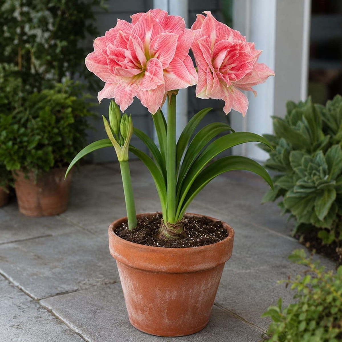 Amaryllis (Hippeastrum) Lovely Nymph - for Sale Amaryllis (Hippeastrum) Lovely Nymph