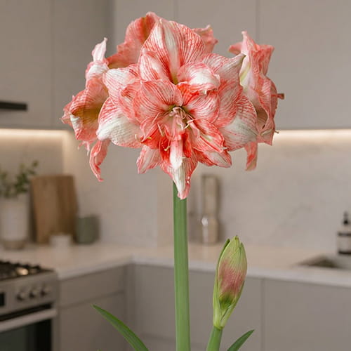 Amaryllis (Hippeastrum) Lucky Nymph - for Sale Amaryllis (Hippeastrum) Lucky Nymph