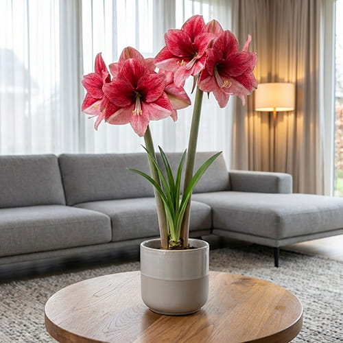 Amaryllis (Hippeastrum) Maestro - for Sale Amaryllis (Hippeastrum) Maestro