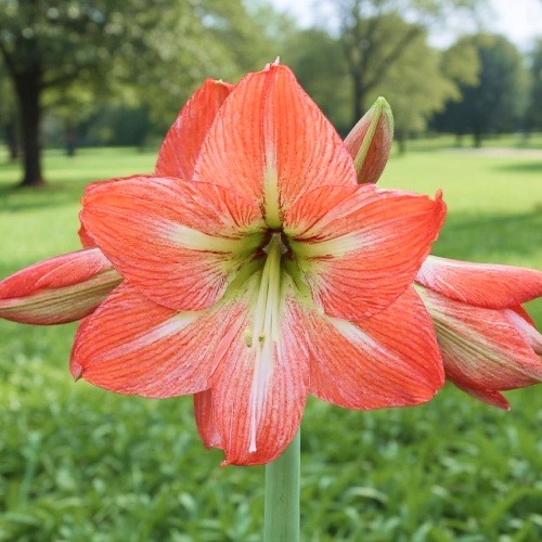 Amaryllis (Hippeastrum) Mango Charm - for Sale Amaryllis (Hippeastrum) Mango Charm