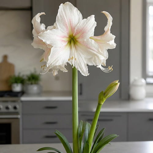 Amaryllis (Hippeastrum) Marula - for Sale Amaryllis (Hippeastrum) Marula