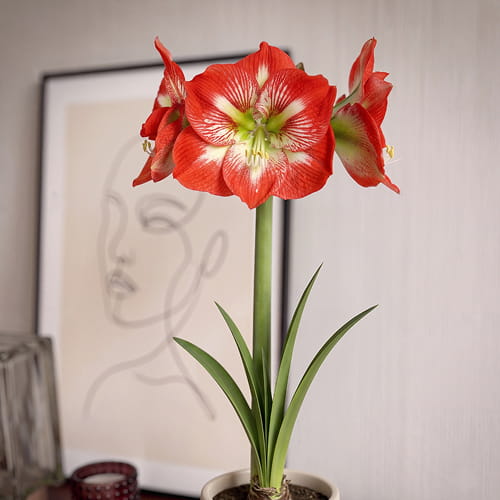 Amaryllis (Hippeastrum) Megastar - for Sale Amaryllis (Hippeastrum) Megastar
