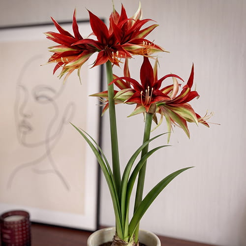 Amaryllis (Hippeastrum) Merenque - for Sale Amaryllis (Hippeastrum) Merenque