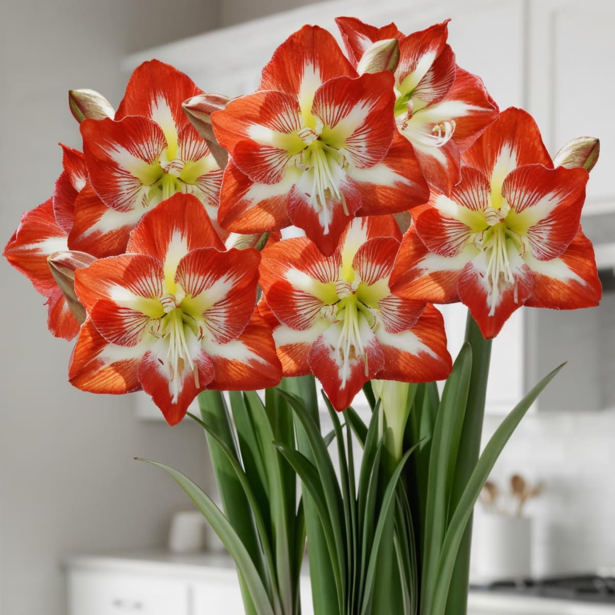 Amaryllis (Hippeastrum) Minerva - for Sale Amaryllis (Hippeastrum) Minerva