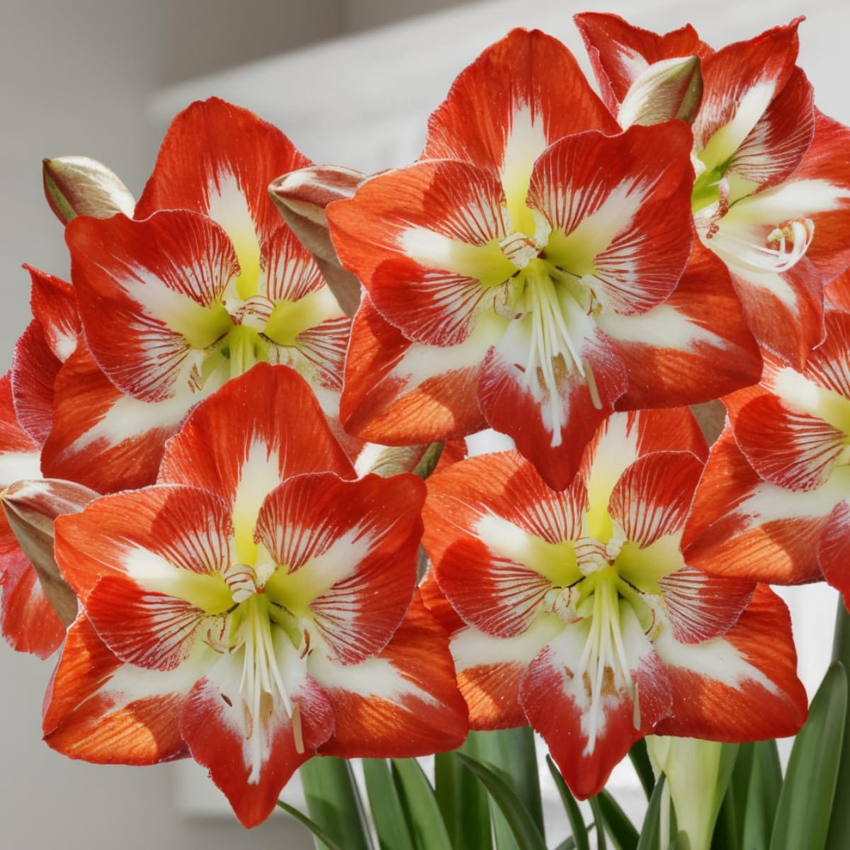Amaryllis (Hippeastrum) Minerva - for Sale Amaryllis (Hippeastrum) Minerva