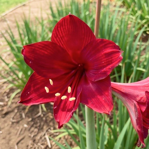 Amaryllis (Hippeastrum) Mini King - for Sale Amaryllis (Hippeastrum) Mini King