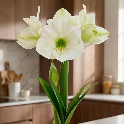 Amaryllis (Hippeastrum) Montana - for Sale Amaryllis (Hippeastrum) Montana