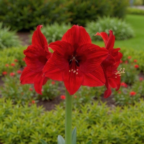 Amaryllis (Hippeastrum) Night Dance - for Sale Amaryllis (Hippeastrum) Night Dance