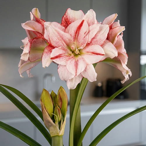 Amaryllis (Hippeastrum) Nr. 1503-1 - for Sale Amaryllis (Hippeastrum) Nr. 1503-1
