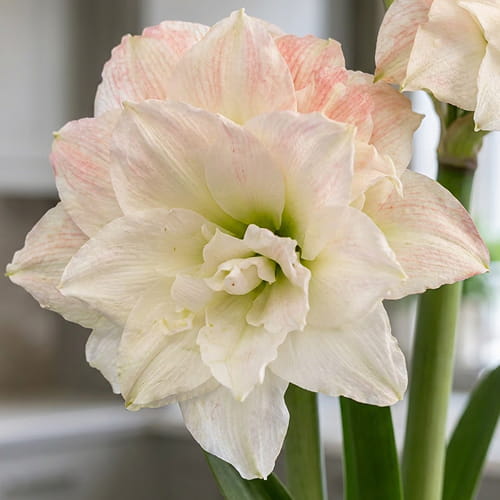Amaryllis (Hippeastrum) Nr. 1567-1 - for Sale Amaryllis (Hippeastrum) Nr. 1567-1
