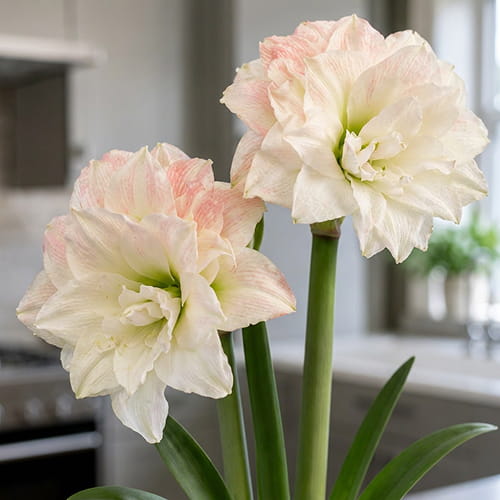Amaryllis (Hippeastrum) Nr. 1567-1 - for Sale Amaryllis (Hippeastrum) Nr. 1567-1