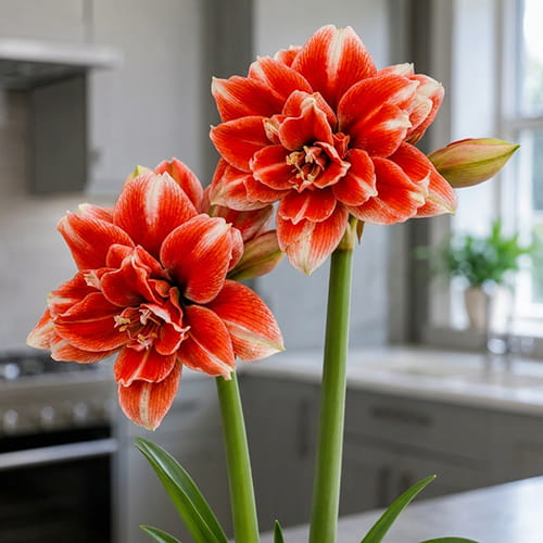 Amaryllis (Hippeastrum) Nr. 1581-1 - for Sale Amaryllis (Hippeastrum) Nr. 1581-1