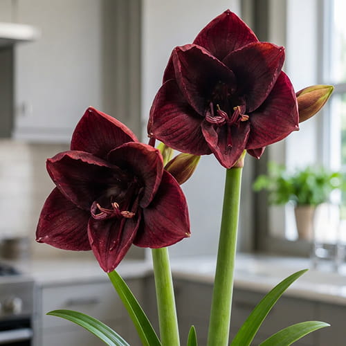 Amaryllis (Hippeastrum) Night Shade (9555F) - for Sale Amaryllis (Hippeastrum) Night Shade (9555F)